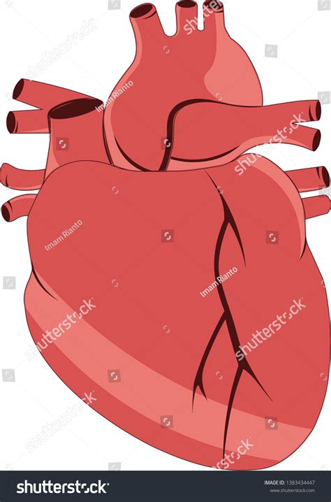 jantung heart anatomy education stock vector royalty