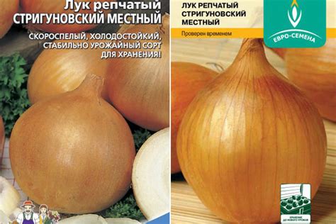 Лук Стригуновский: описание сорта, отзывы, фото, характеристика ...