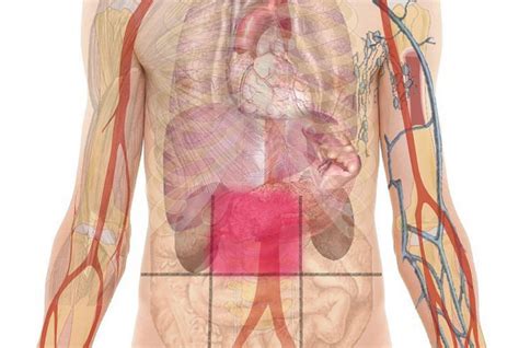 belly pain map reveals    pain