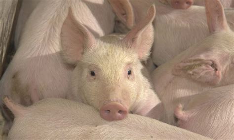products  swine diets hogs pigs  pork