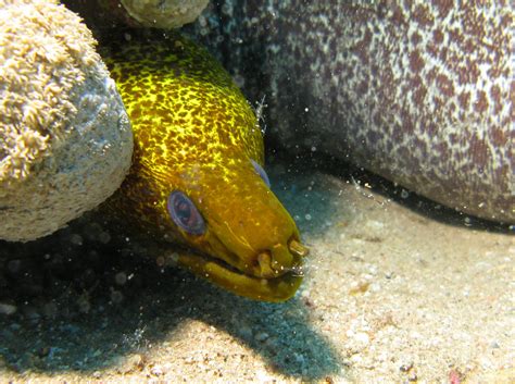 yellow edged moray   stones photo  wallpaper cute yellow