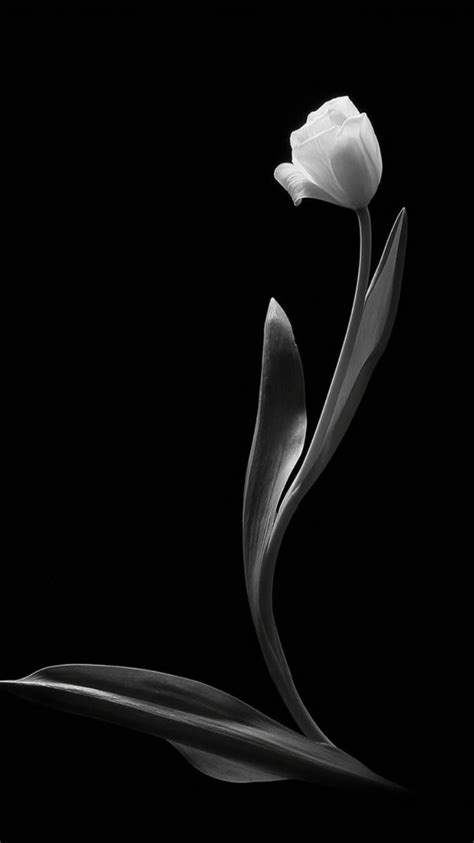 Black Tulip Wallpapers on WallpaperDog