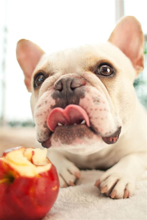 Can Dogs Eat Apples?