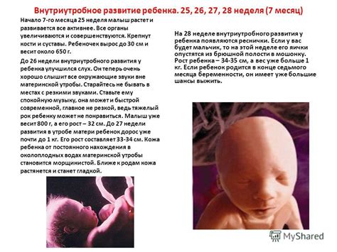 Презентация на тему: "Внутриутробное развитие ребенка Средняя ...