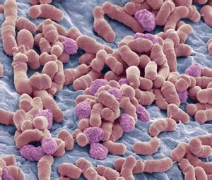 fungus colonies settle  human skin astar research