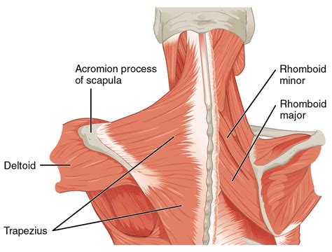 A Comprehensive Guide to Rhomboid Muscles and Their Functions ...