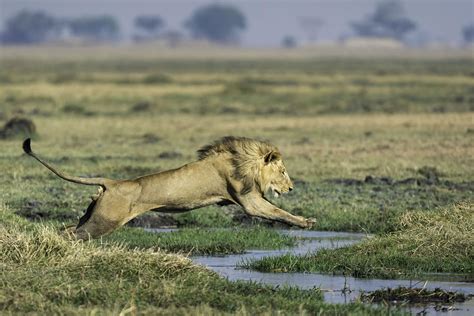 Shumba camp, Busanga Plains, Kafue National Park.