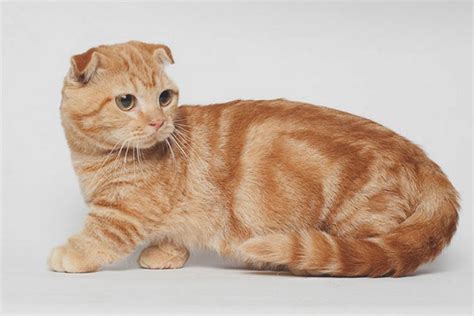 Munchkin - description of the breed and character of the cat