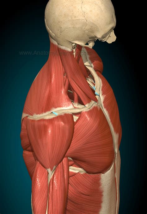 Muscle Biomechanics: Deltoid Muscle - Mr Salus Sporting Lab