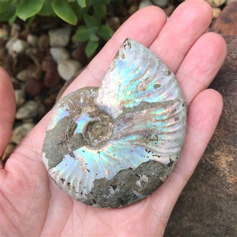 Opalised Ammonite Fossil - Crystal Harmony Australia
