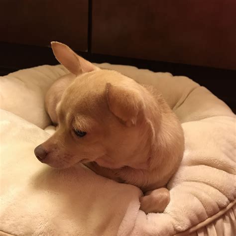 Blonde chihuahua | Puppies, Chihuahua, Pets