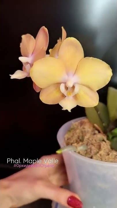 Орхидея фаленопсис Phal. Maple Valley нежный оранжевый с веснушками ...
