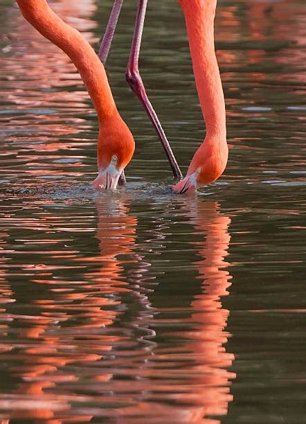 410+ Greater Flamingo Feeding Stock Photos, Pictures & Royalty-Free ...