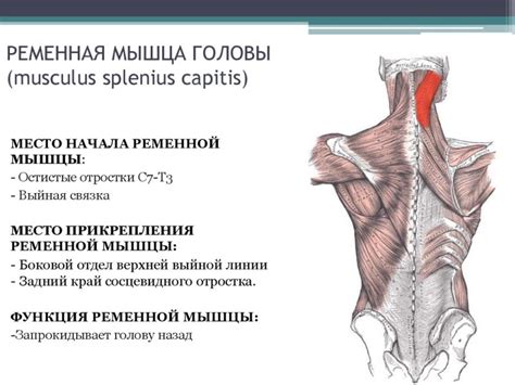 БОЛЬ, ВЫЗВАННАЯ РЕМЕННОЙ МЫШЦЕЙ - Здоровы с нами