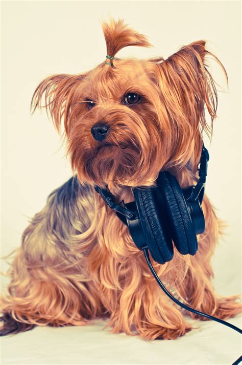 Why images of yorkshire terrier dogs are going viral online 24