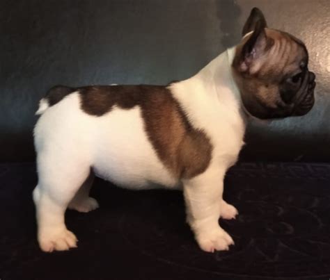Puppies