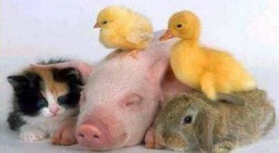 random animals animals photo  fanpop