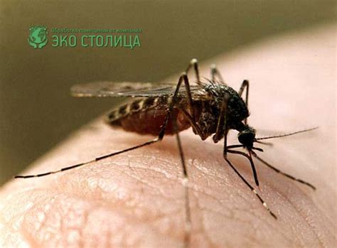 Страны где живут комары
