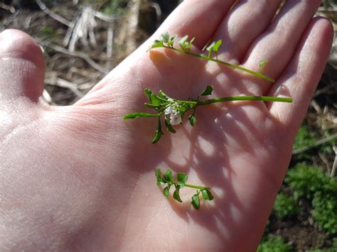 Please help plant ID, thanks! - bittercress (gardening for beginners