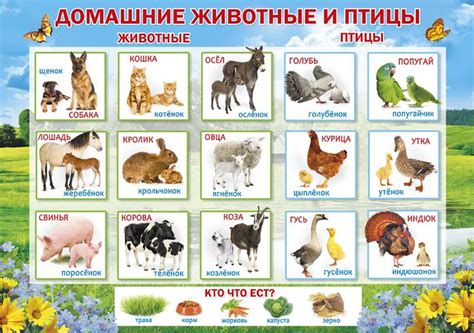 Домашние животные картинки для детей дошкольного возраста