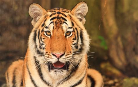 Tigre-de-bengala corre alto risco de extinção | Pensamento Verde