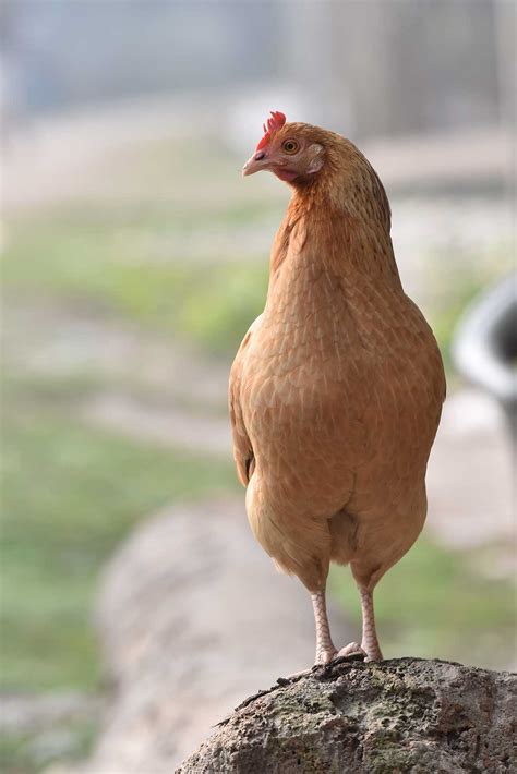 Hen - Bisakhadatta Photography - Nature and Wildlife Photography Free ...