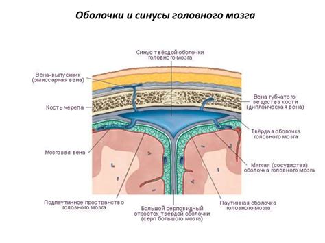 Головной мозг - презентация онлайн