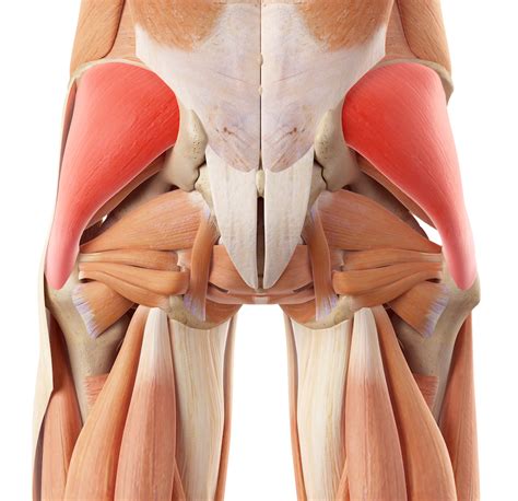 Gluteus Medius Muscle Gluteus Medius Human Muscle Ana - vrogue.co