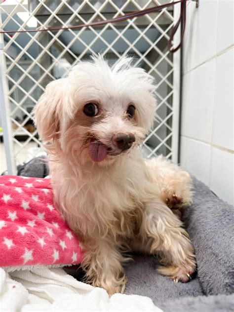 Glenn – Hong Kong Dog Rescue