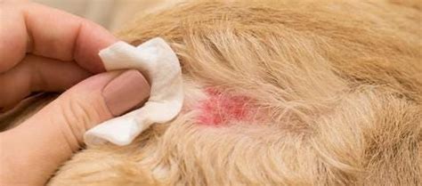 What Does A Flea Bite Look Like On A Dog
