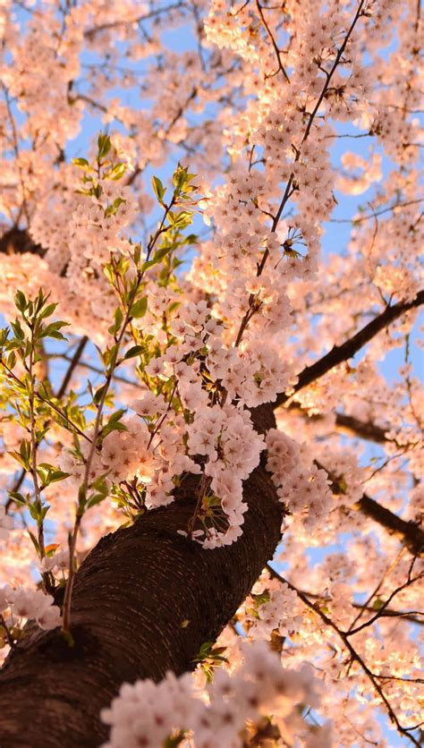 Download Shining Aesthetic Cherry Blossom Wallpaper | Wallpapers.com