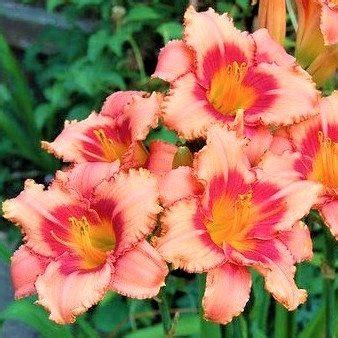 Лилейник 'Строберри Кэнди' / Hemerocallis 'Strawberry Candy ...