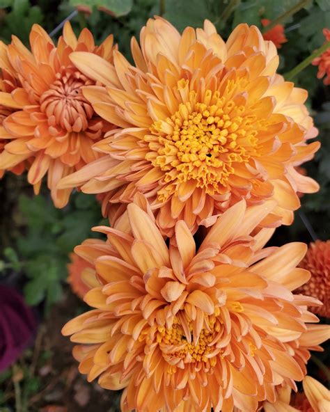 chrysanthemum cut flowers 6