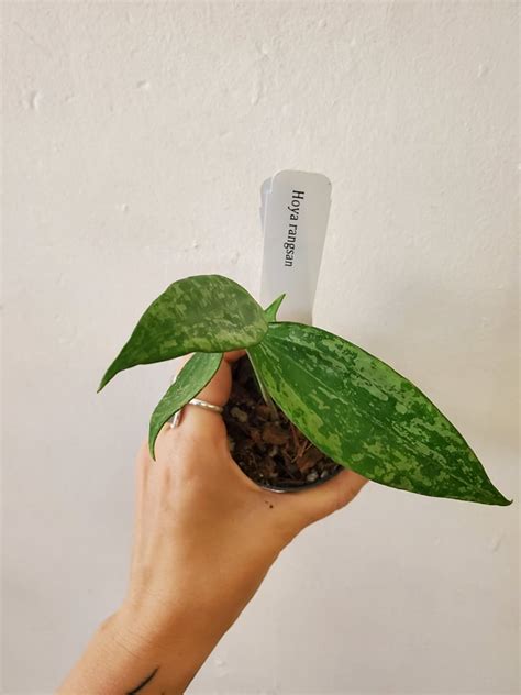 Hoya Rangsan - The Curious Plantaholic