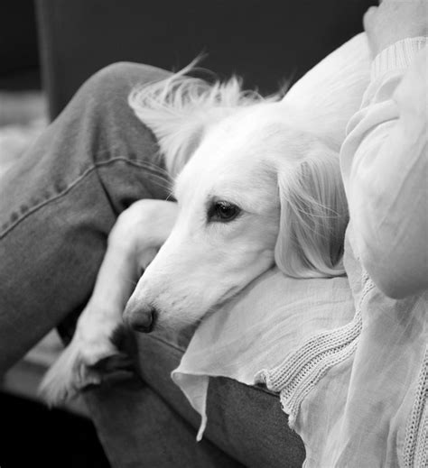 17 Best images about salukis on Pinterest | Beautiful dogs, Westminster ...