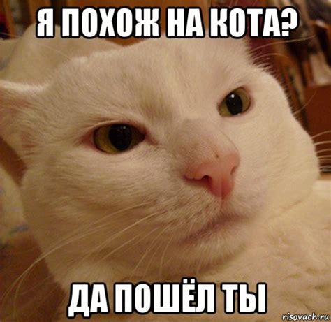 я похож на кота? да пошёл ты, Мем Дерзкий котэ - Рисовач .Ру