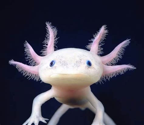Ajolote Mexicano(Ambystoma Mexicanum)