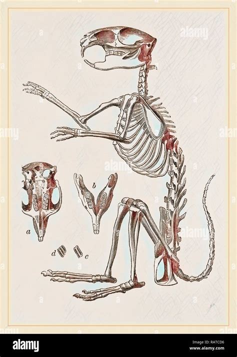 skeleton  viscacha reimagined  gibon classic art   modern