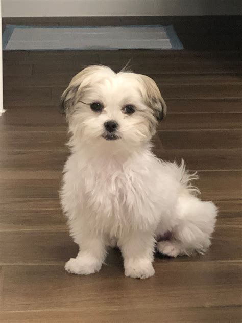 Find Teddy Bear Puppies for Sale in San Antonio, Texas