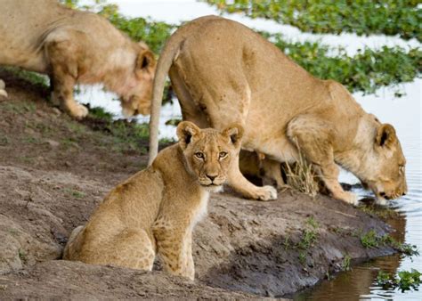 Imire Game Park – Zimbabwe A World of Wonders