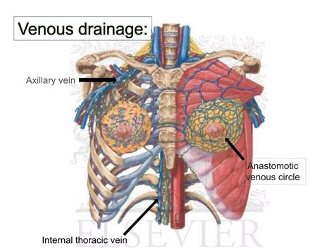 Breast anatomy | PDF