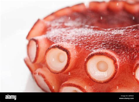 octopus - tentacle Stock Photo - Alamy