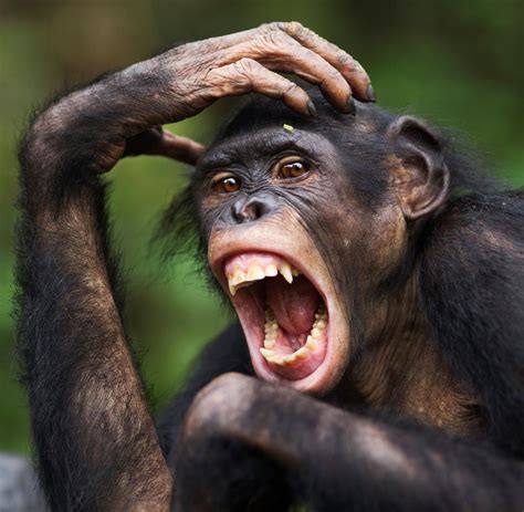 aehnlichkeit von mensch und affe das tun bonobos fuer einen guten