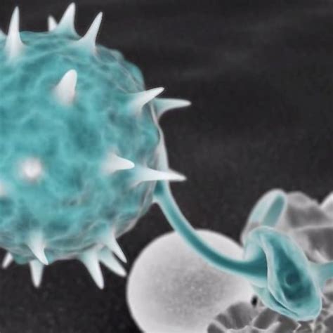 pythium pflanzenschutz