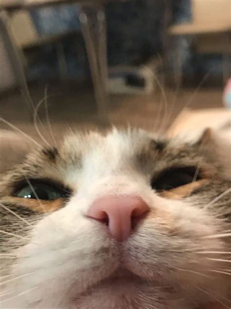 Няш, милаш | Animals, Cats