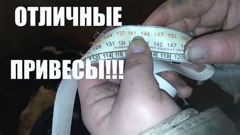 ВЕС ТЕЛЕНКА В 3 МЕСЯЦА// утро в хозяйстве - YouTube