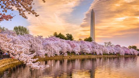 Washington, D.C. cherry blossoms: Everything you need to know about ...