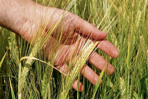 PGRs for malting barley? Maybe - Country Guide