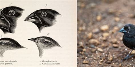 Natural Selection Darwin's Finches at Rose Holeman blog