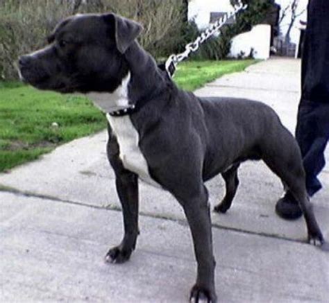 Irish Staffordshire Bull Terrier Dog Breed Information, Images ...
